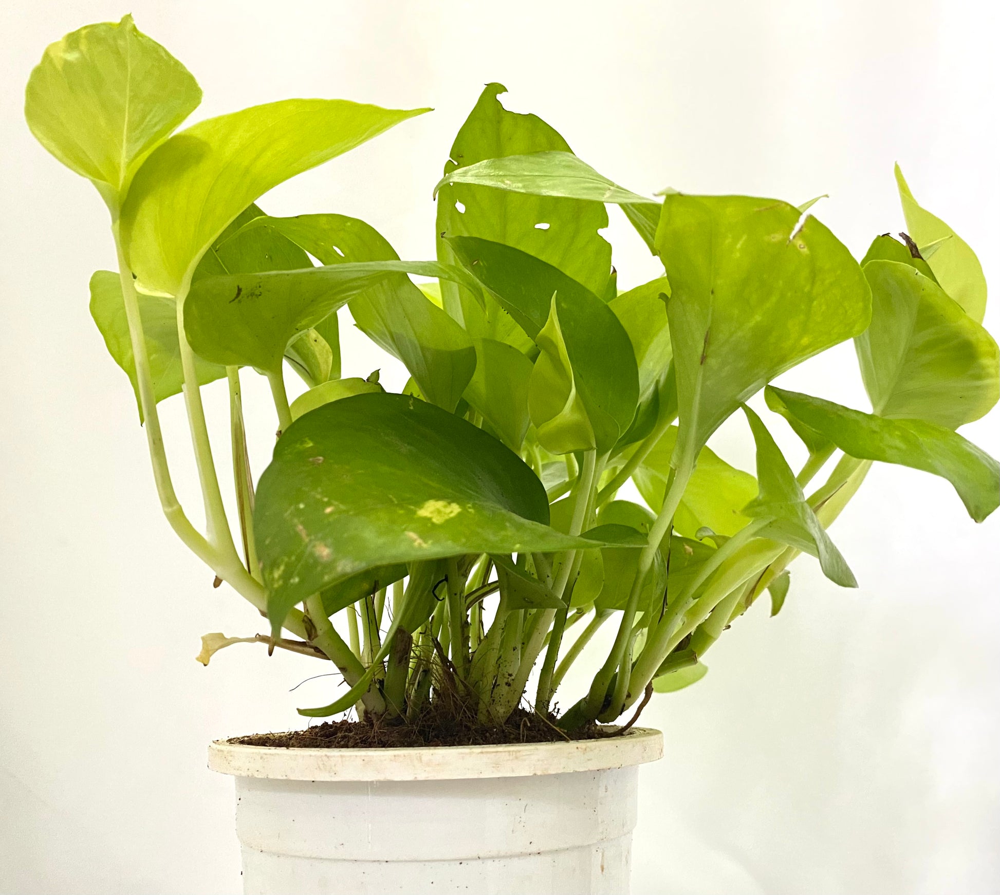 money plant in dream golden-money-plant – Dream Green
