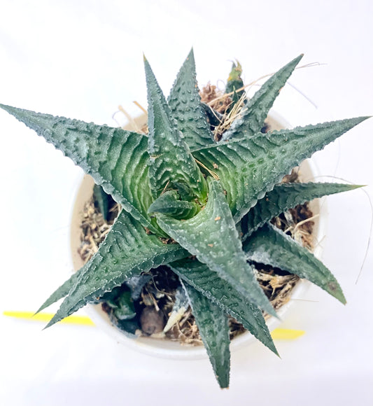 Haworthia limifolia 'Nigra'