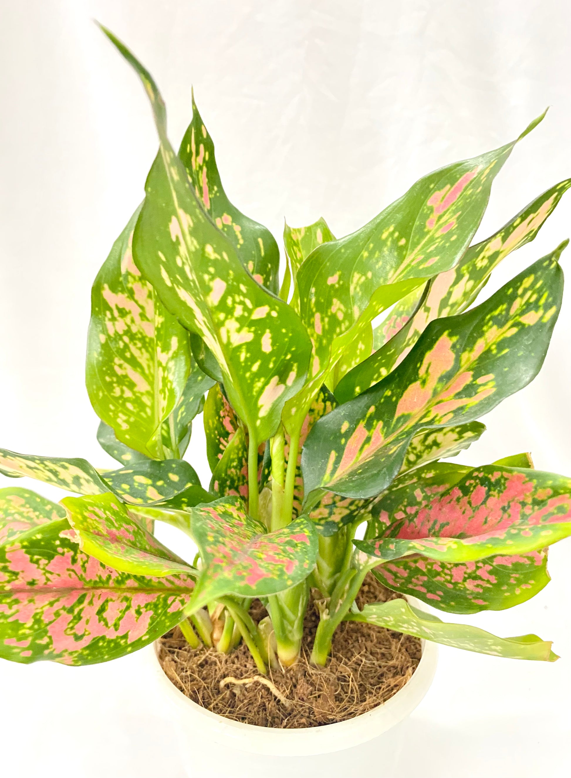 aglaonema suzy Aglaonema Anjamanee Red (Multi Shoot) – Dream Green