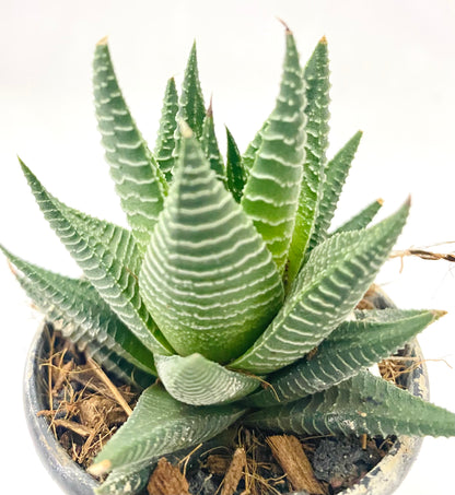 Haworthia limifolia B