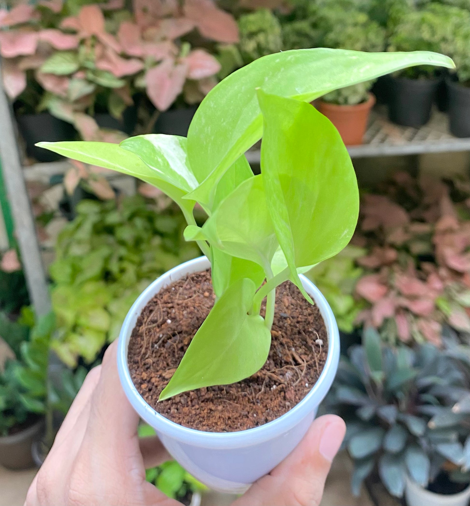 golden money plant images Golden Money Plant Mini – Dream Green