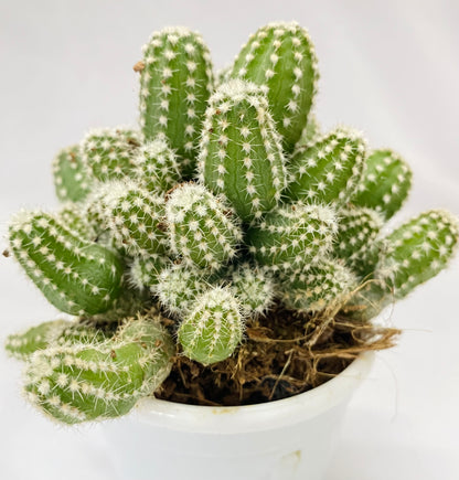 Cacti Echipnosis