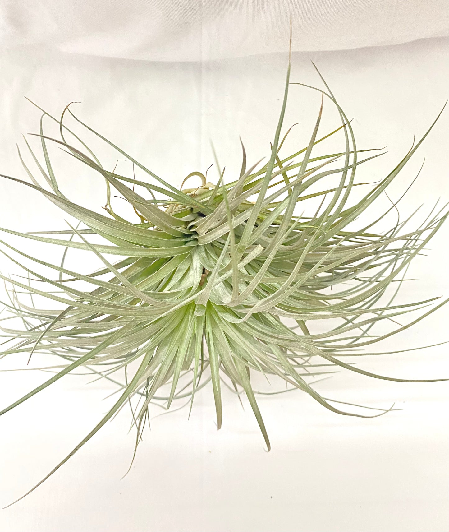 Air Plant - Tillandsia (Cotton Candy Big)