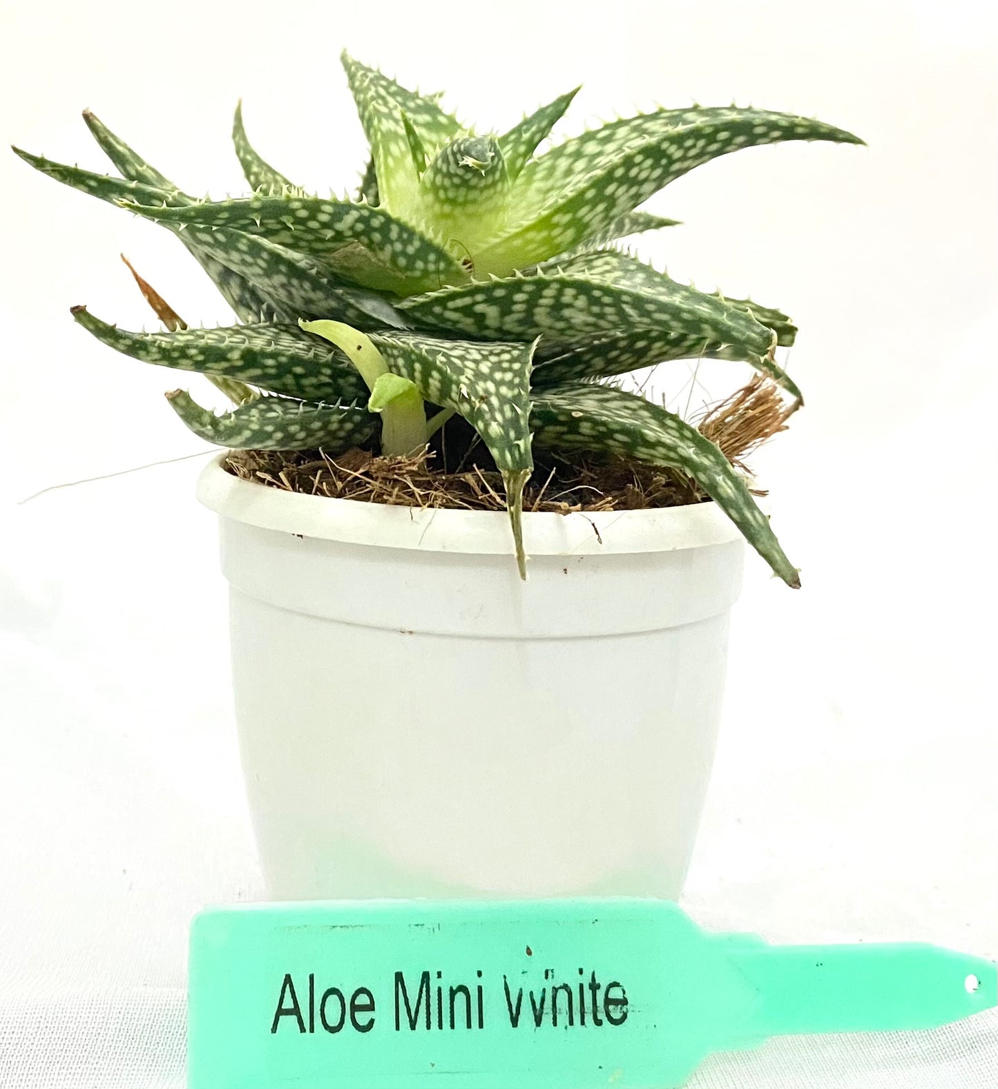 Aloe Miniwhite