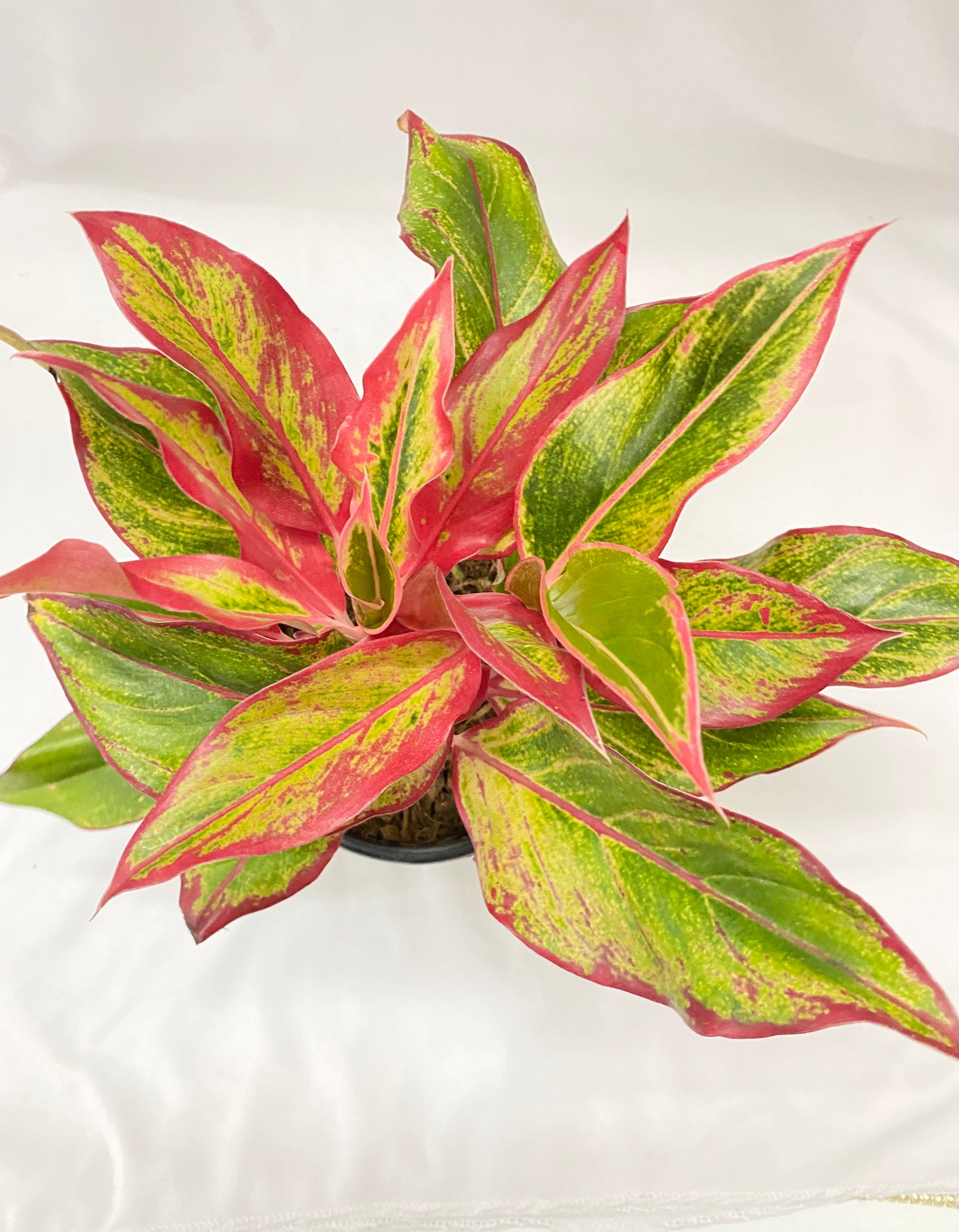 aglaonema siam aurora lipstick Aglaonema Lipstick (Multi Shoot) – Dream Green