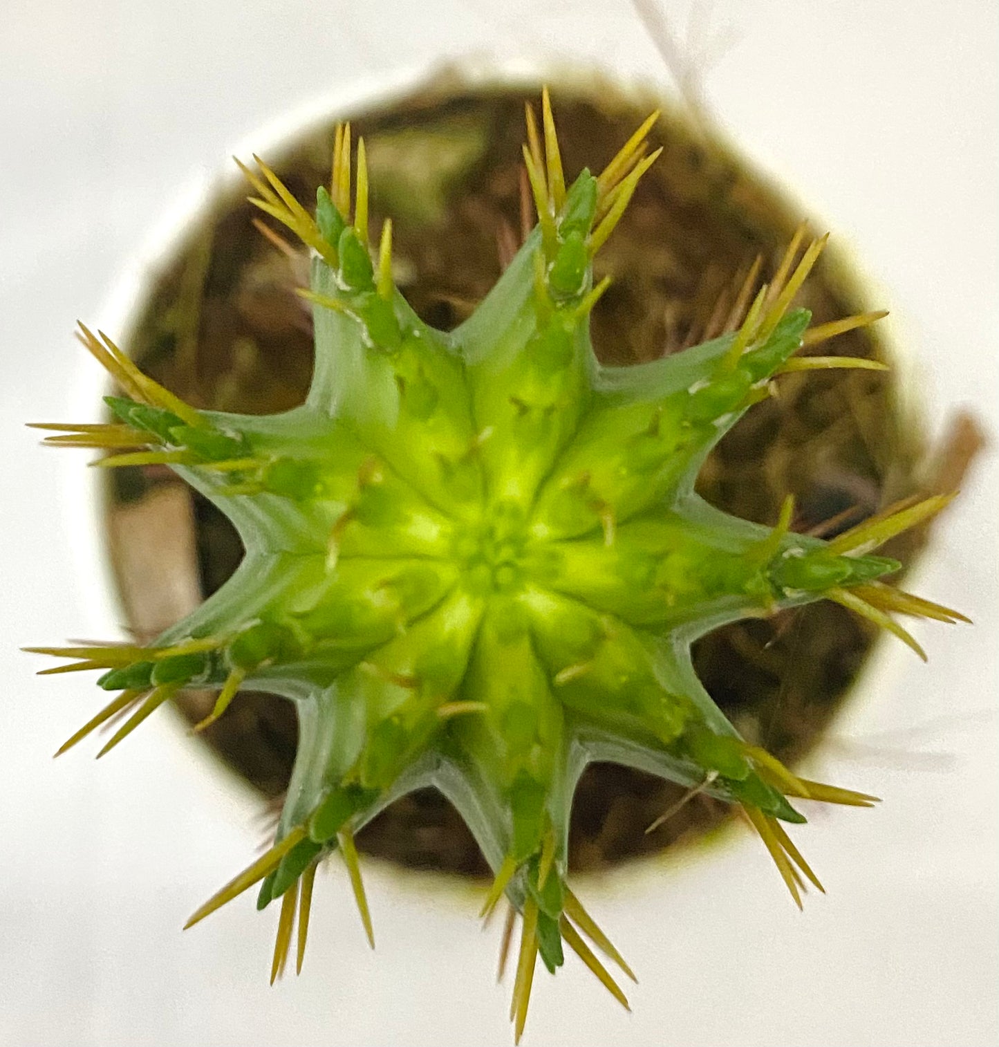 Euphorbia Fruticosa B