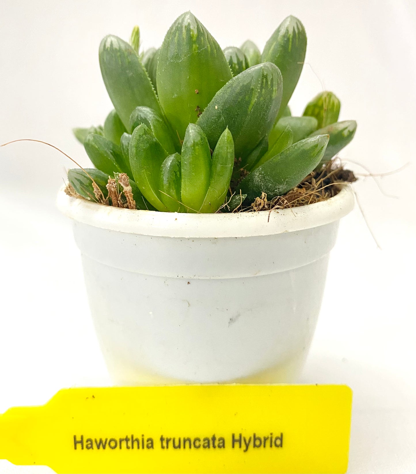 Haworthia truncata Hybrid