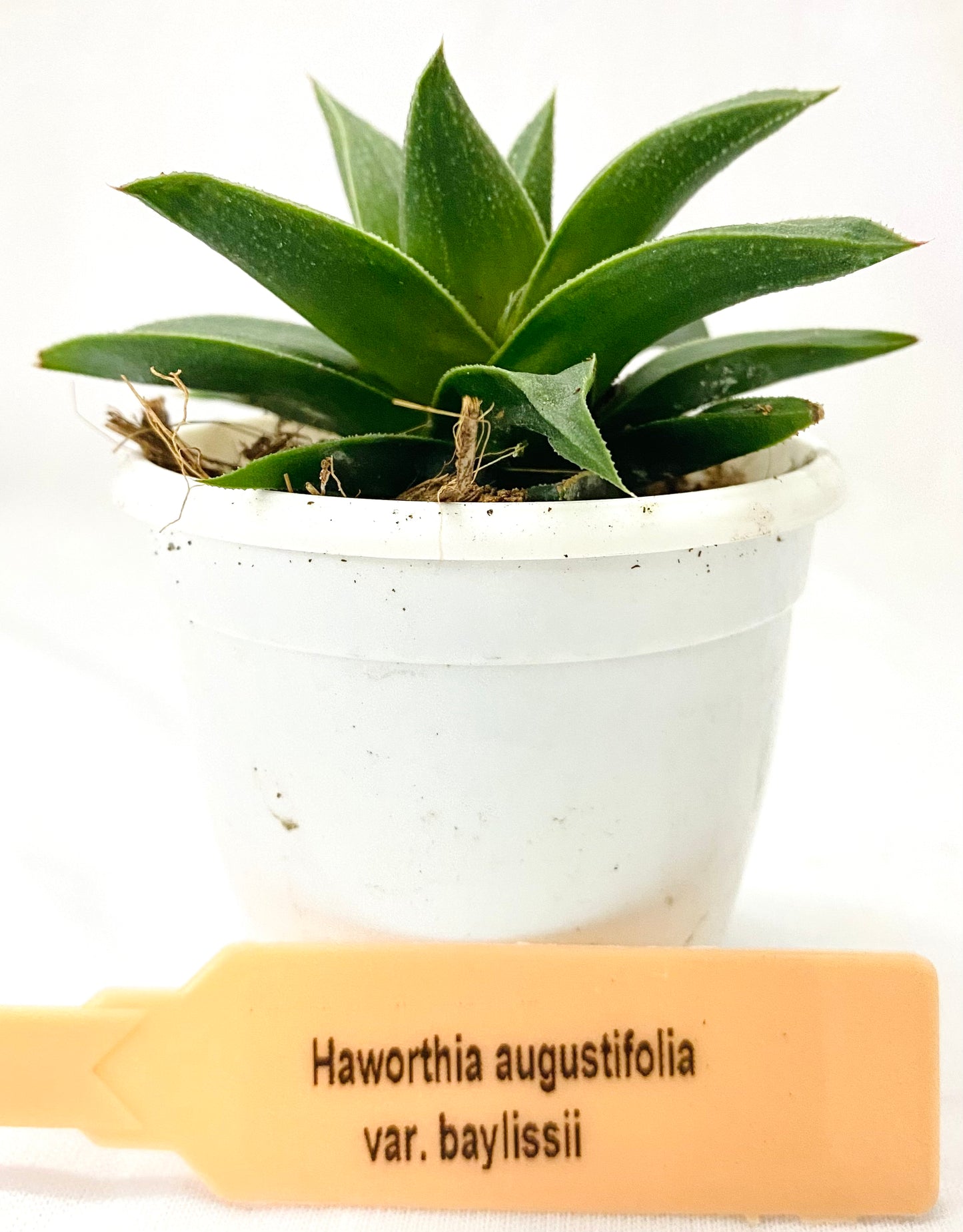 Haworthia augustifolia var. baylissii