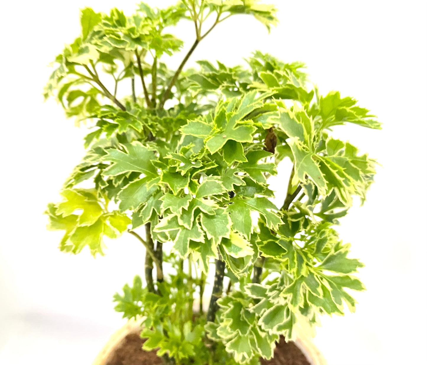 Aralia Oakleaf Variagated