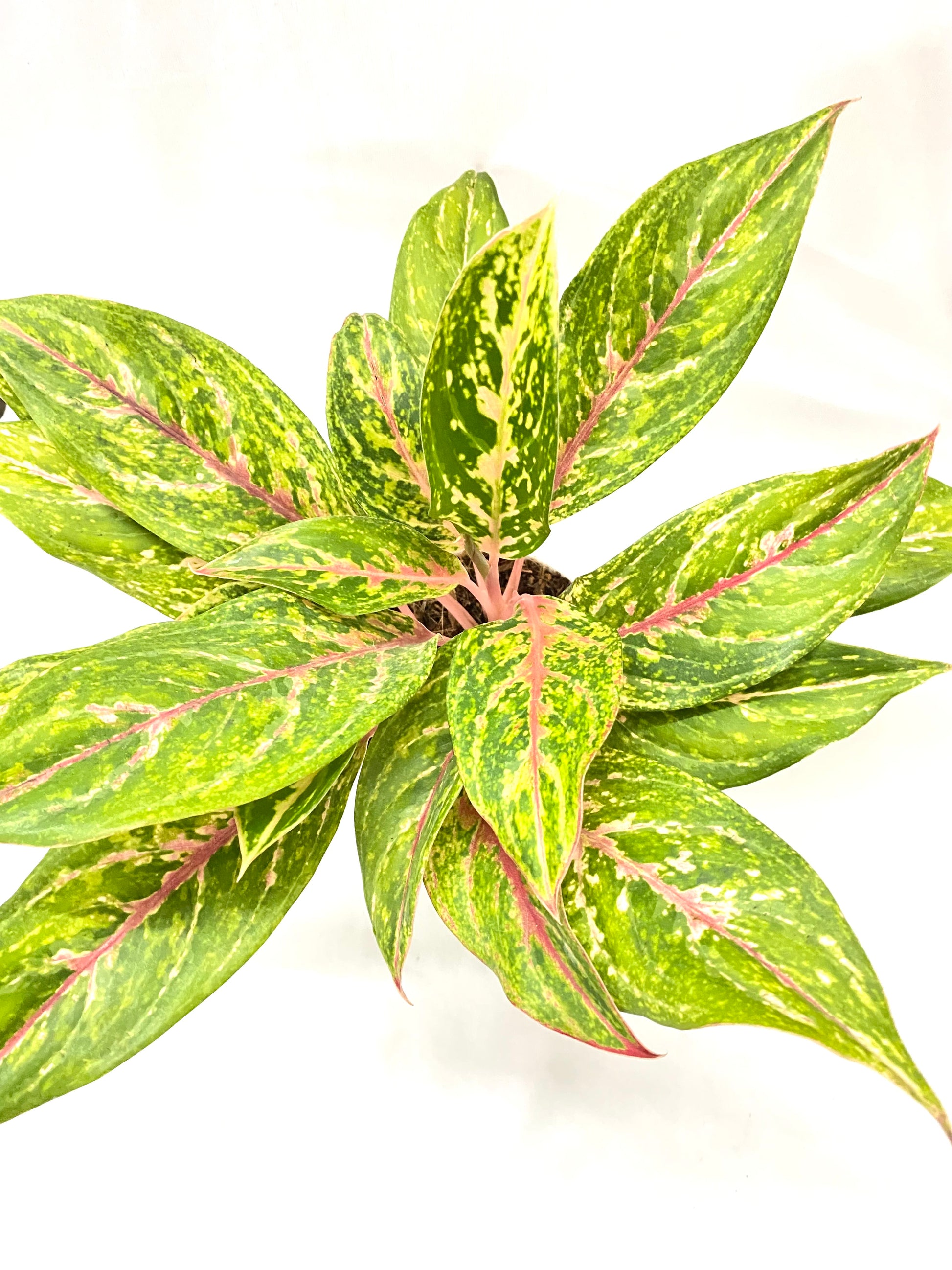 aglaonema butterfly manis Aglaonema Pinkstem – Dream Green