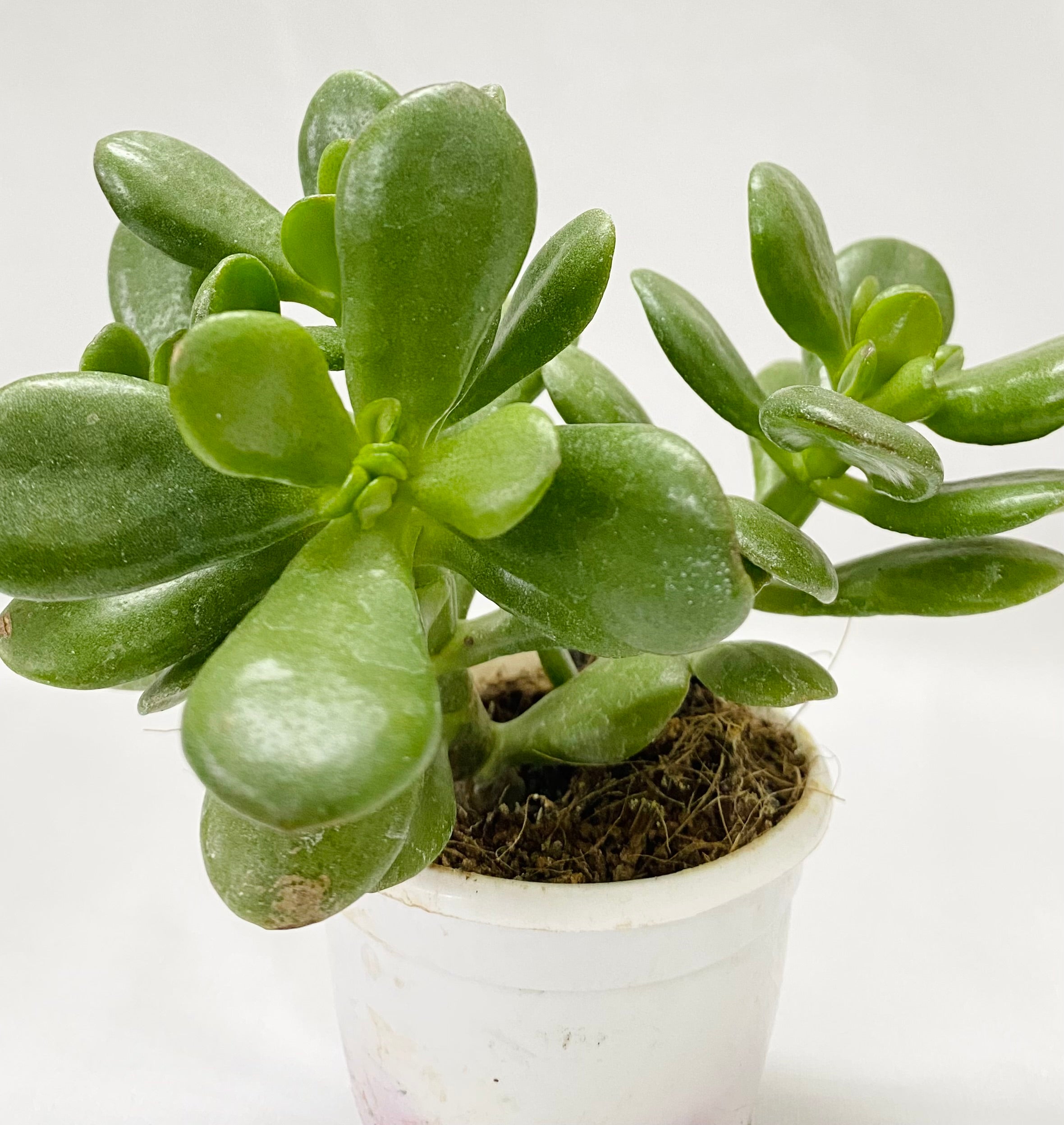 Crassula Ovata Lucky Jade “Hummals Goli” – Dream Green