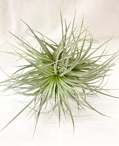 Air Plant - Tillandsia (Cotton Candy Big)