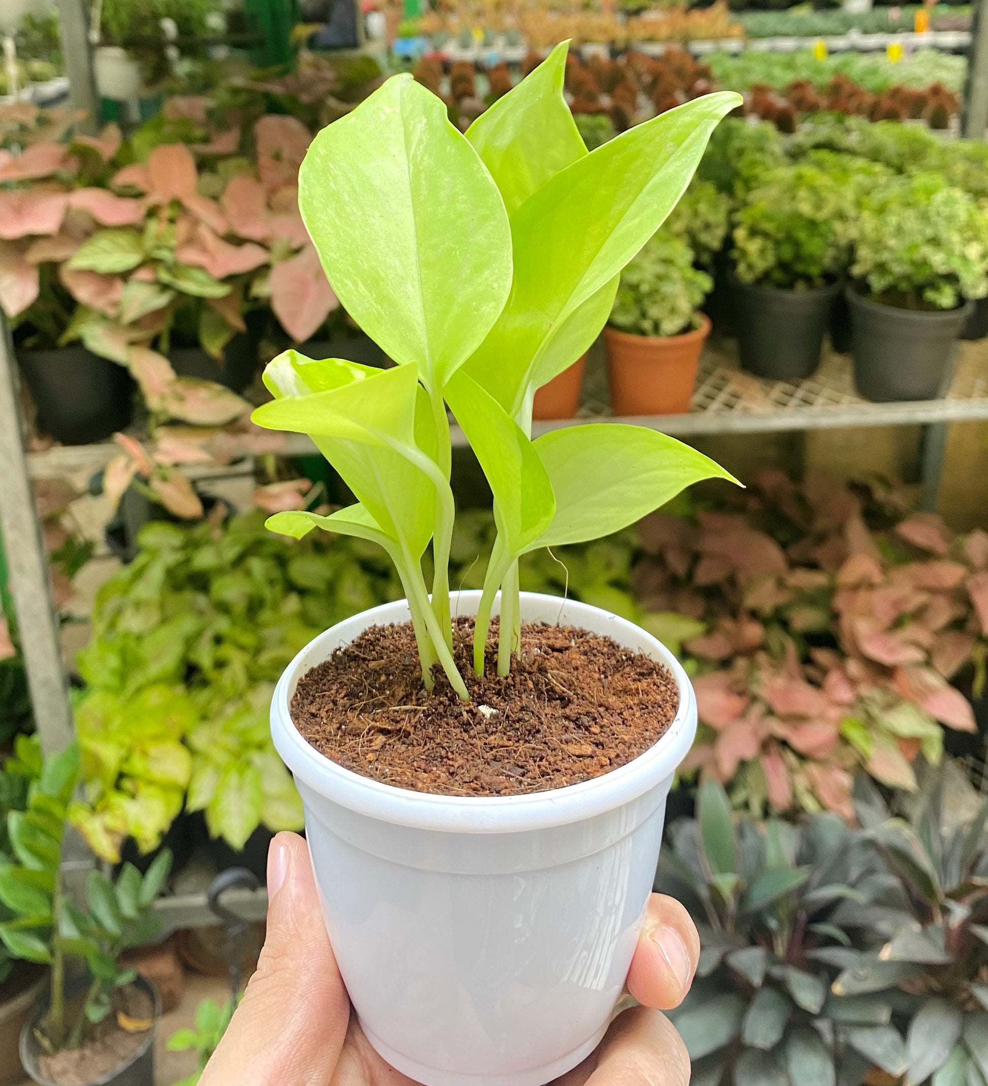 mini money plant Golden Money Plant Mini – Dream Green