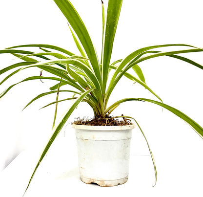 Chlorphytum Laxum (Spider Plant) Single Plant