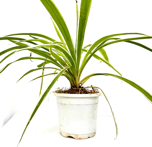 Chlorphytum Laxum (Spider Plant) Single Plant