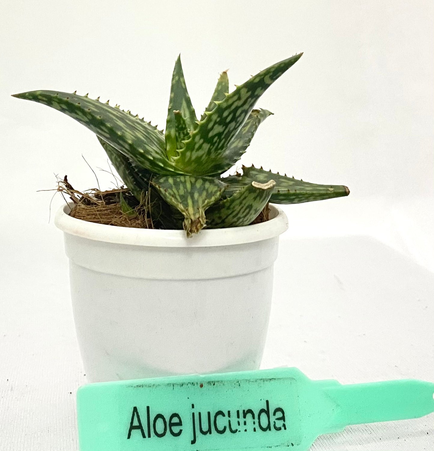 Aloe Jucunda