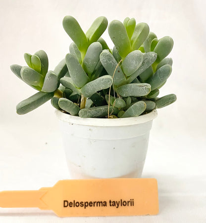 Delosperma lehmannii