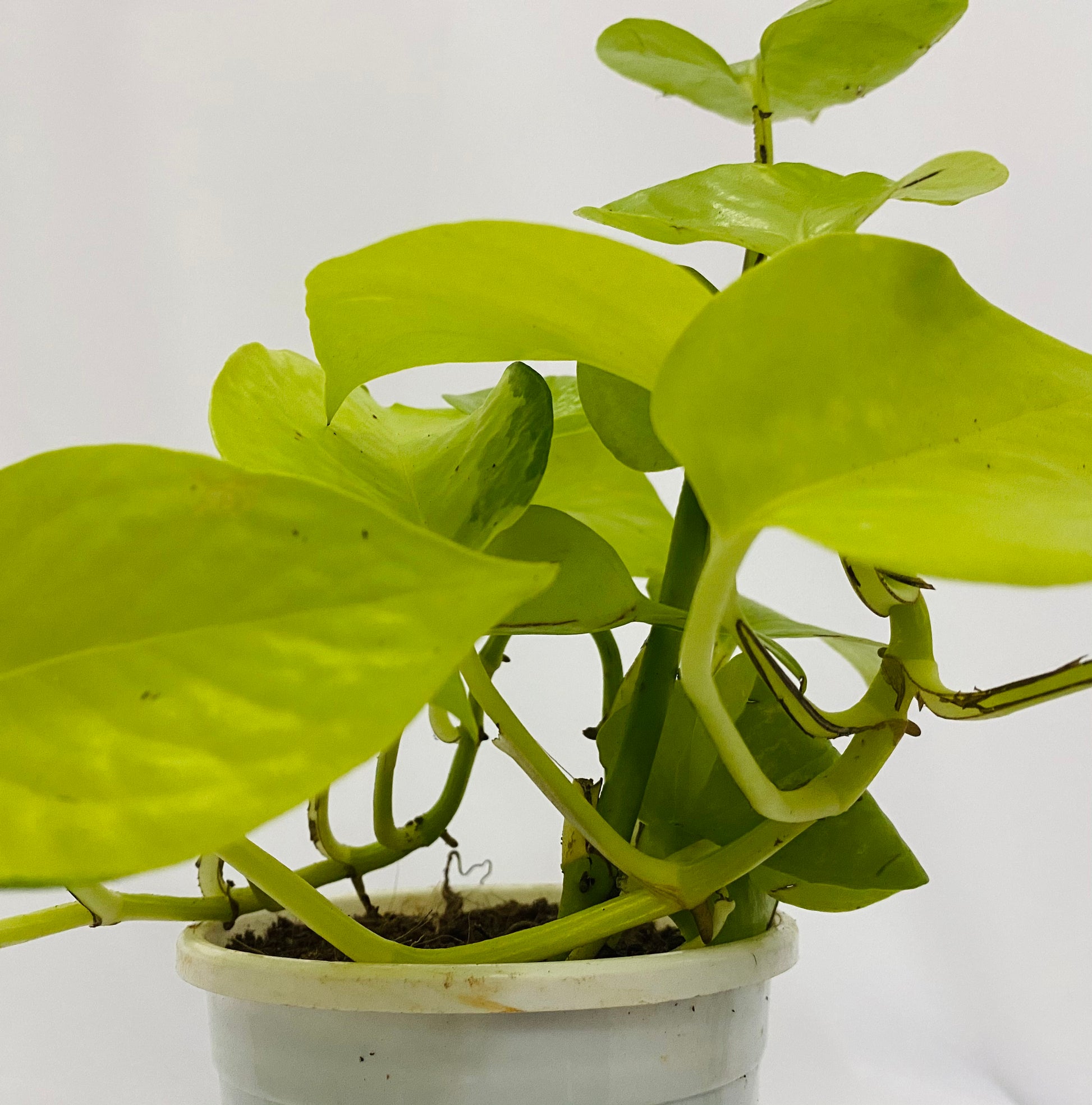 scindapsus golden pothos Scindapsus Neon Golden (Golden Pothos/Money Plant) Single Plant – Dream Green