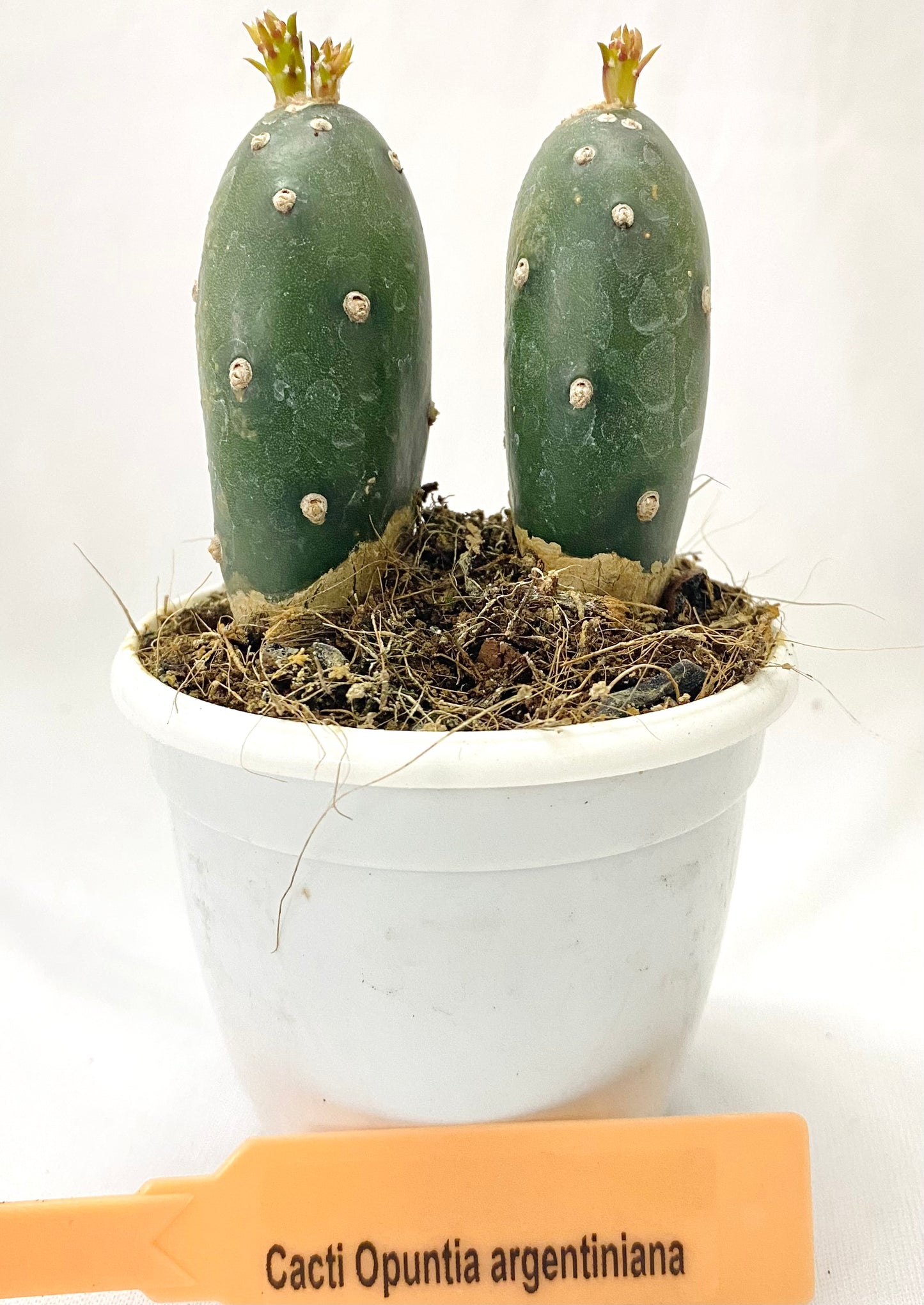 Cacti Opuntia argentiniana