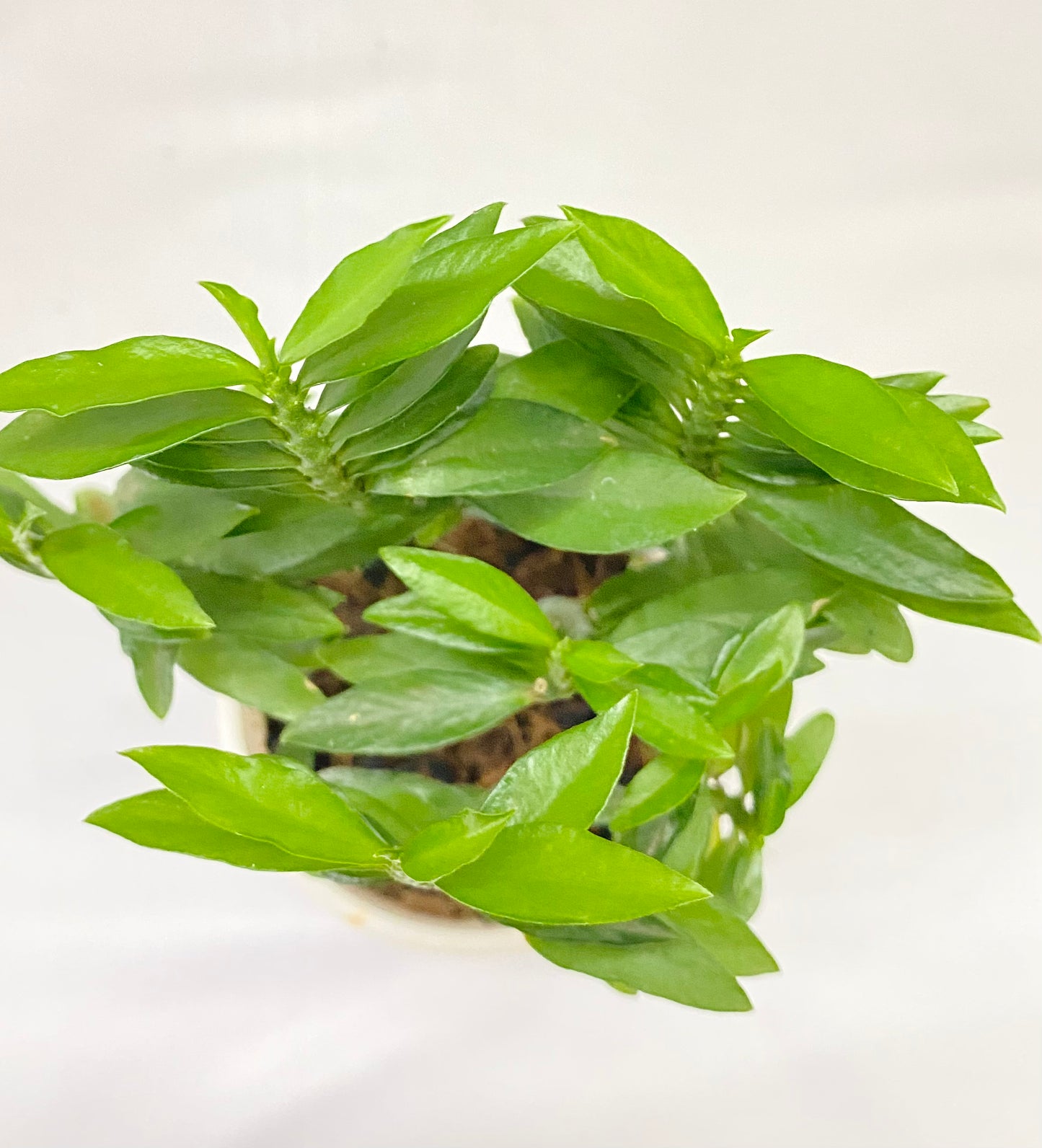 Pedalanthus Green