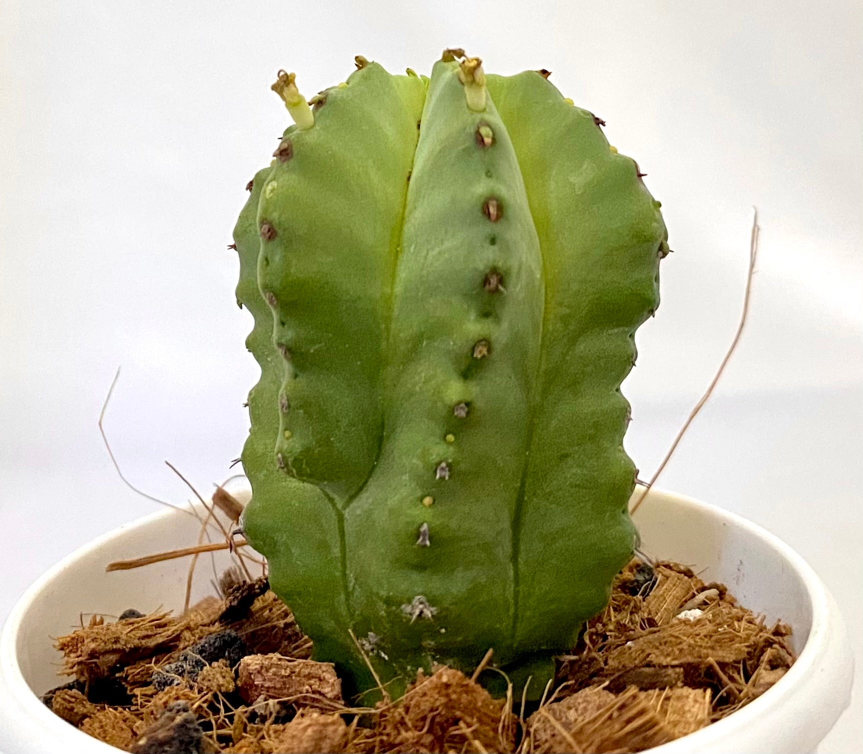 Euphorbia Anoplia