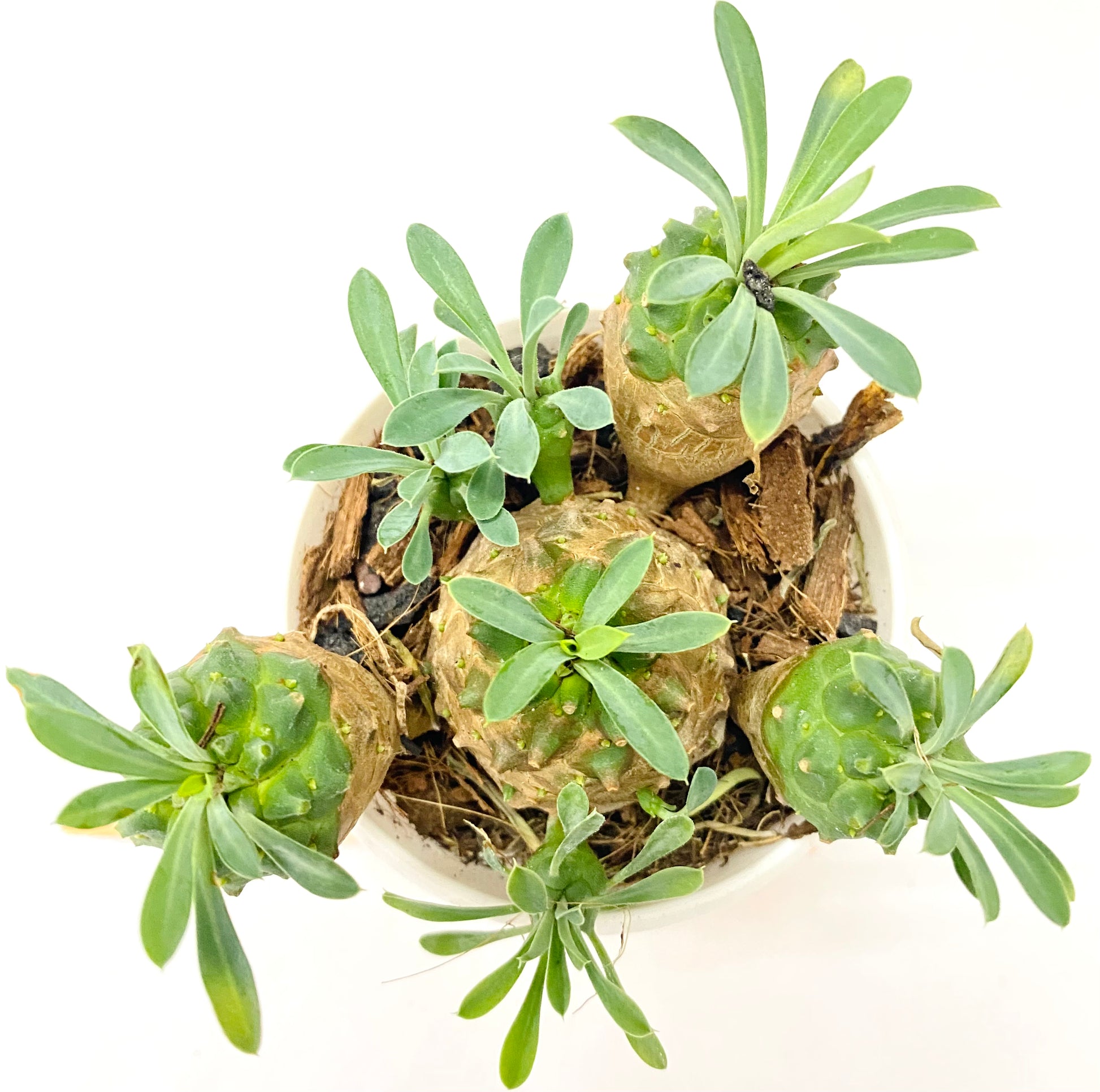 japonica succulent Euphorbia japonica – Dream Green