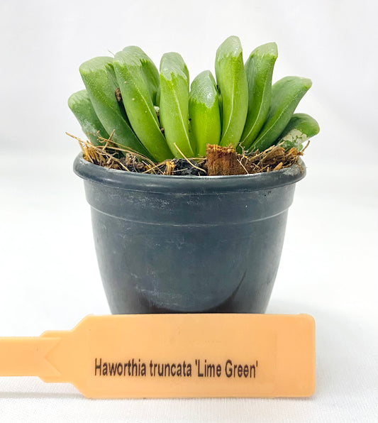 Haworthia truncata 'Lime Green'