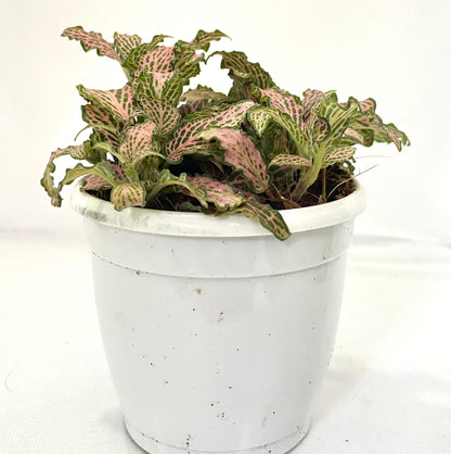 Fittonia Pink