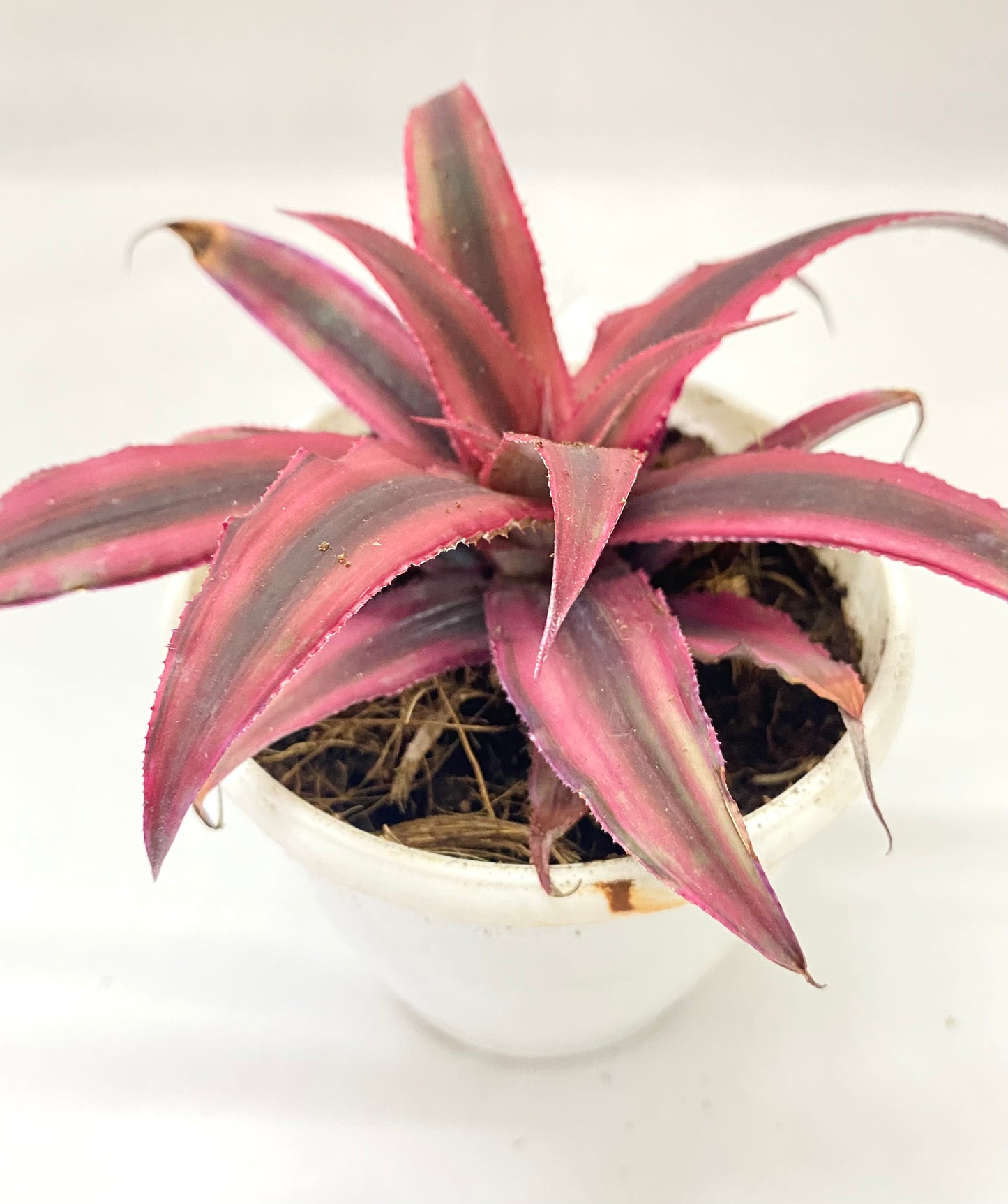 Cryptanthus bivittatus Ruby Red