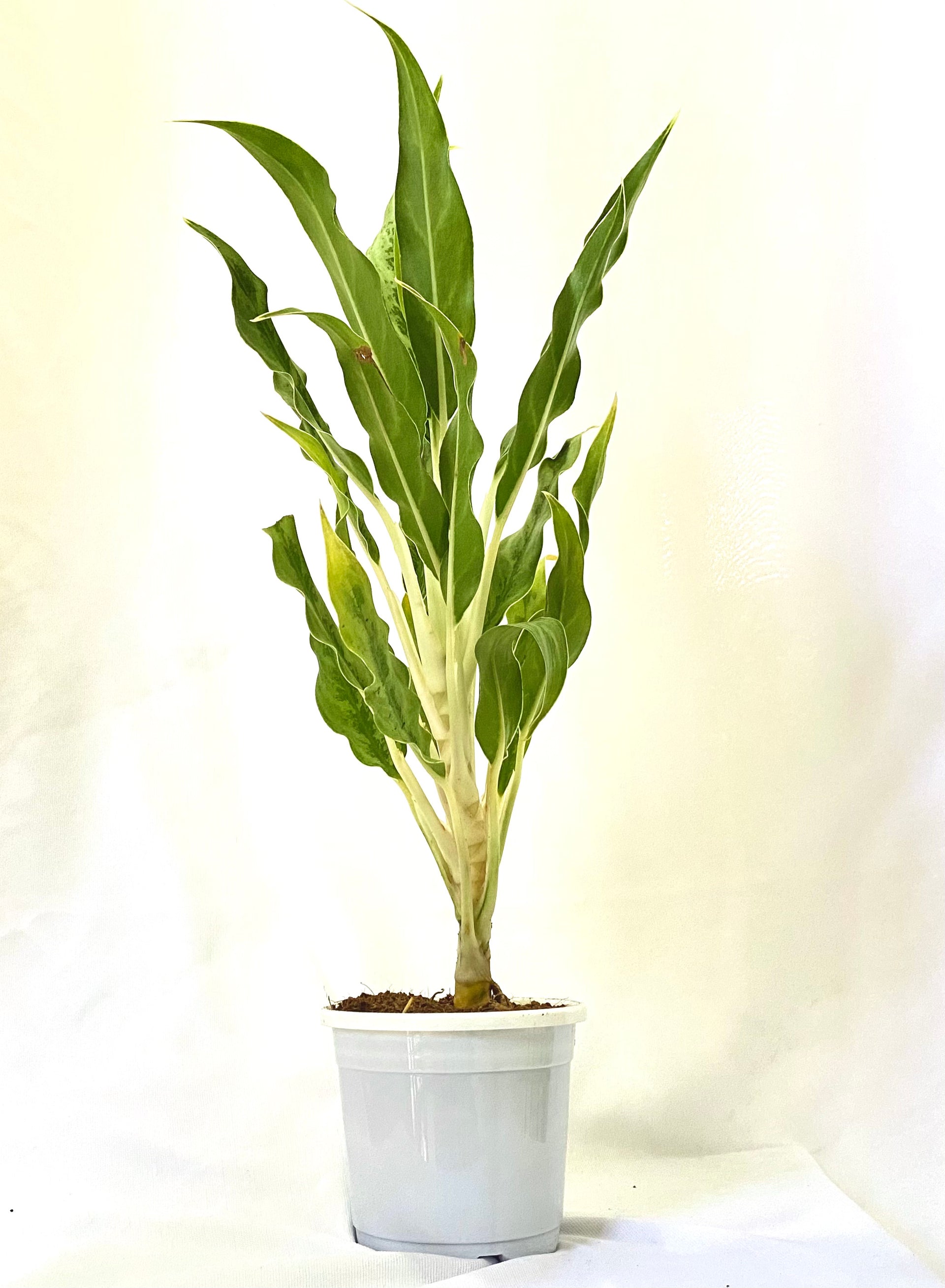 aglaonema white stem cutlass Aglaonema (Commutatum) Whitestem – Dream Green