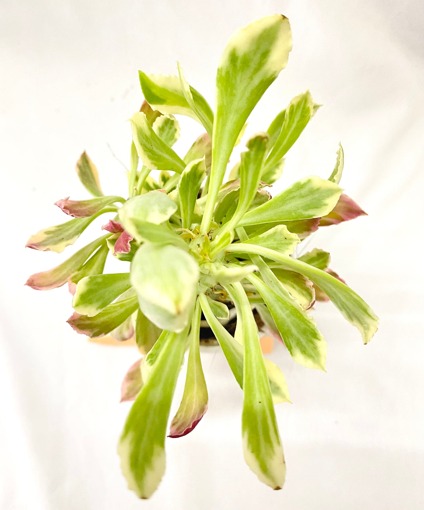 Monadenium stapelioides 'Variegata'