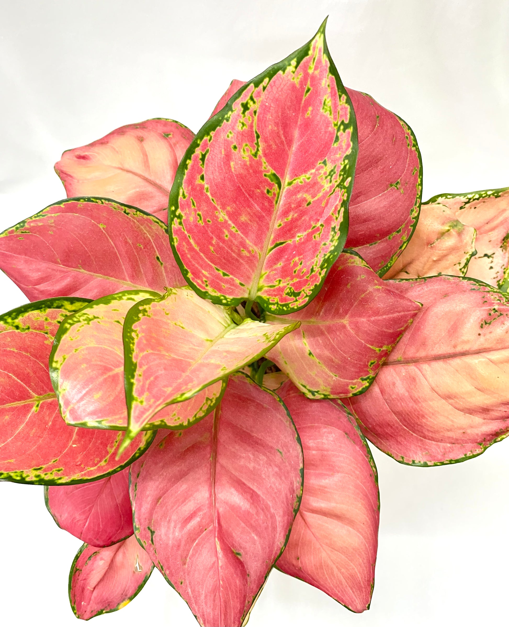 aglaonema unyamanee Aglaonema Anjamanee Pink (Multi Shoot) – Dream Green