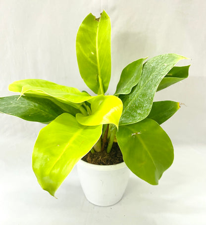 Philodendron Moonlight