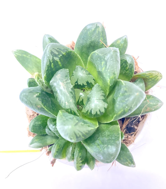 Haworthia truncata Hybrid